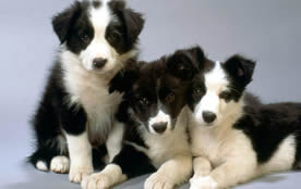 allevamento border collie piemonte