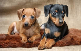 allevamento pinscher piemonte